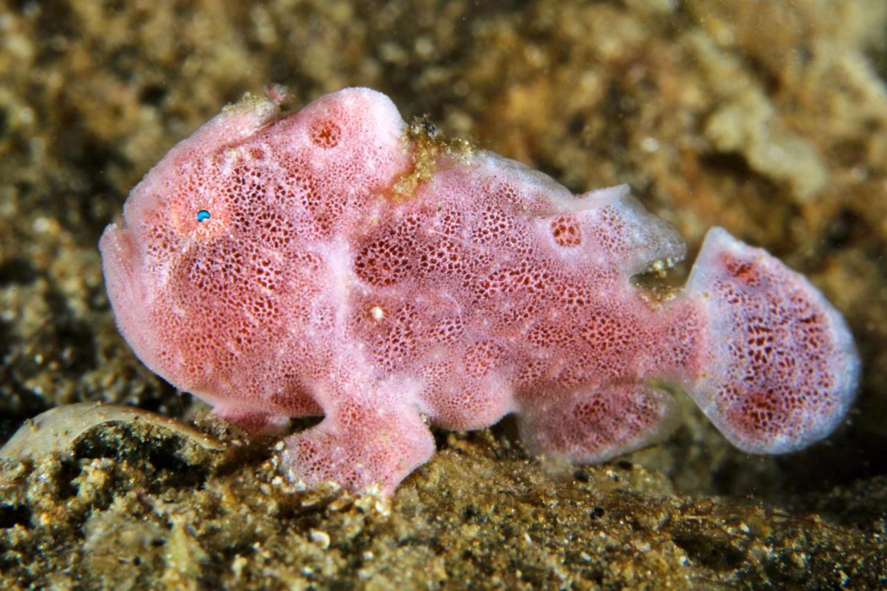 The Three P Beach Resort & Dive Center Agnay Dış mekan fotoğraf